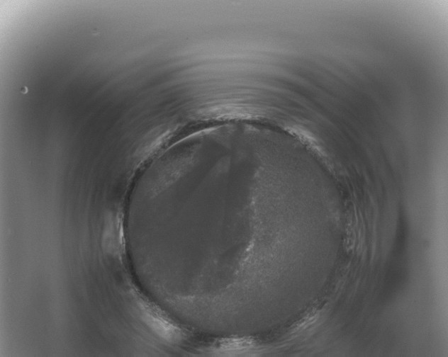 X0000062850398200601171516