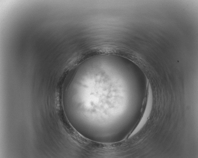 X0000062850696200601171511