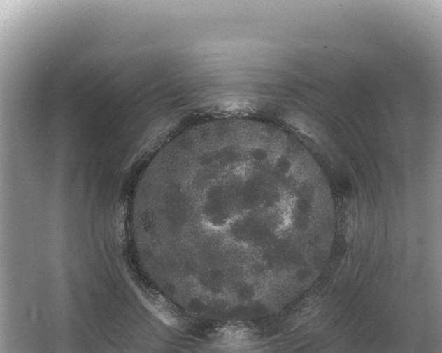 X0000062850742200601171511