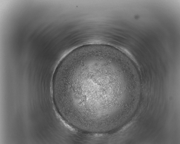 X0000062850839200601171509