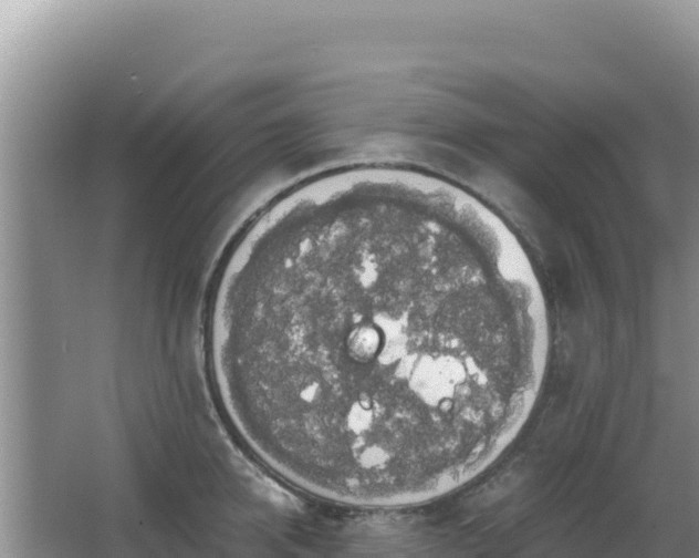 X0000062850950200601171508