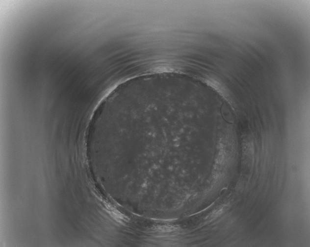 X0000062851023200601171506