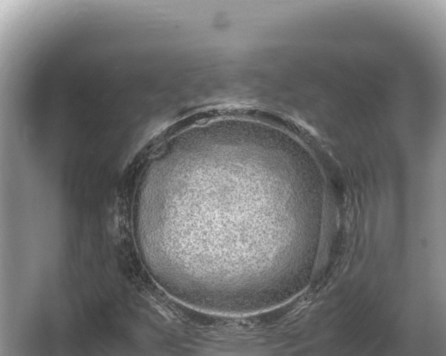 X0000062851255200601171502