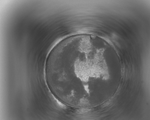 X0000062851294200601171501