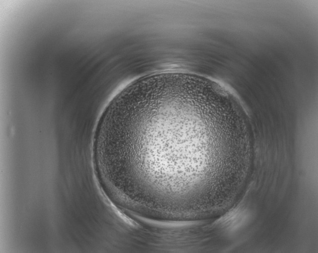 X0000062851333200601171501