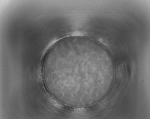 X0000062851454200601171459