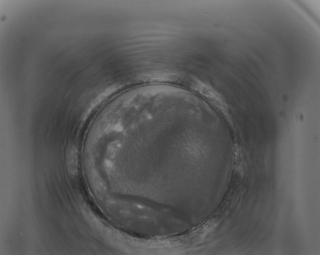 X0000062850012200601201715