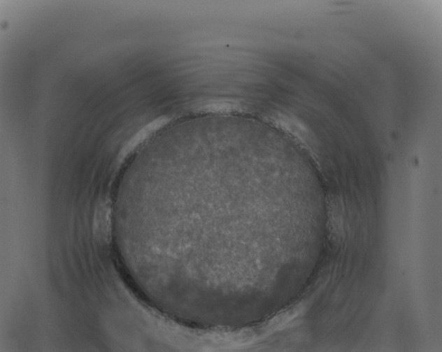 X0000062850016200601201715