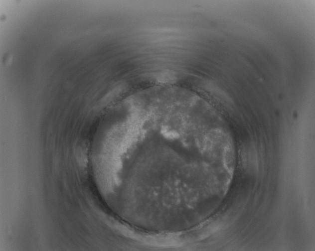 X0000062850032200601201715