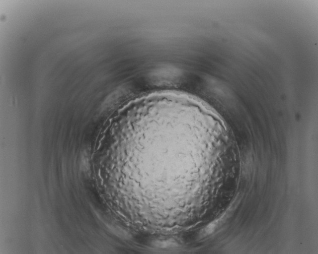 X0000062850175200601201712