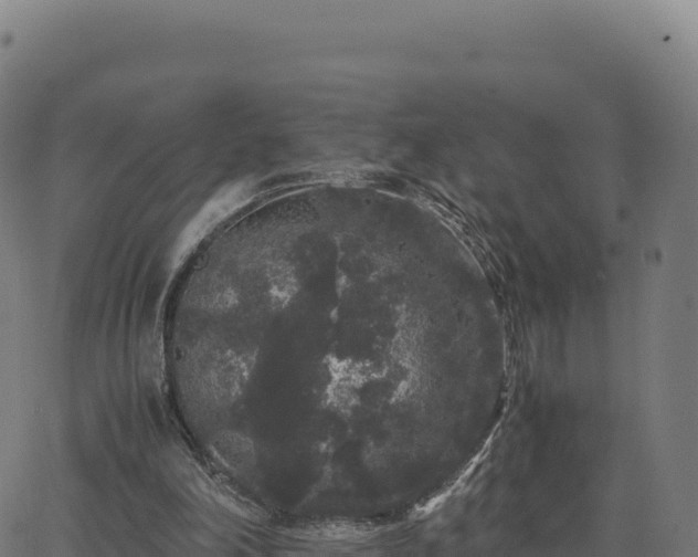 X0000062850198200601201712