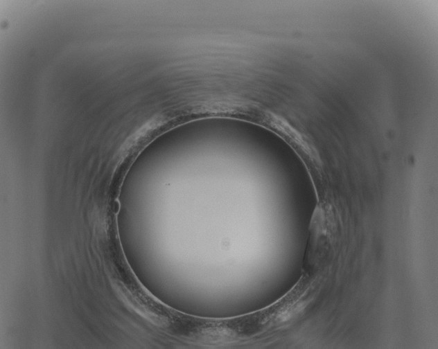 X0000062850203200601201712