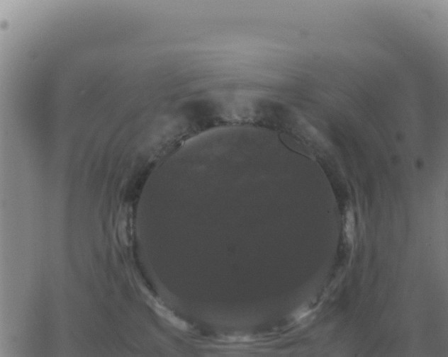 X0000062850233200601201711