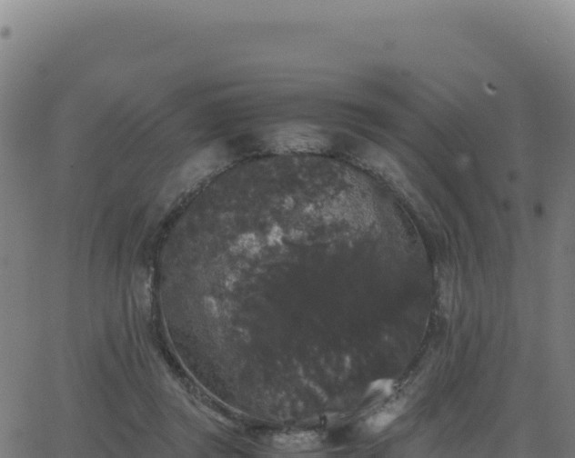 X0000062850357200601201709