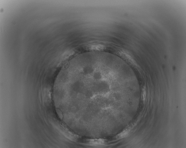 X0000062850363200601201709