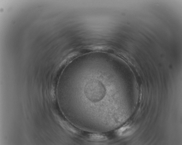 X0000062850380200601201709