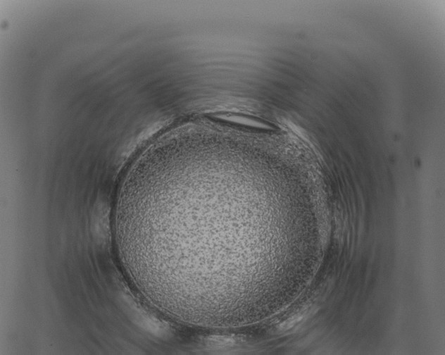 X0000062850394200601201709