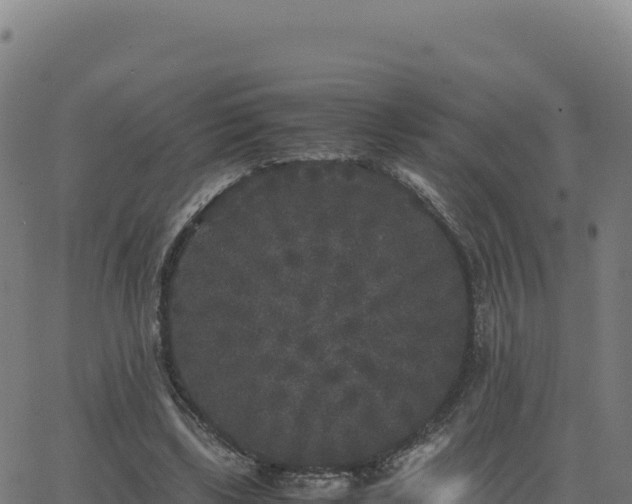 X0000062850443200601201707