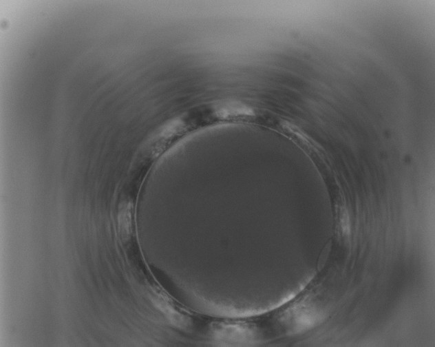 X0000062850475200601201708