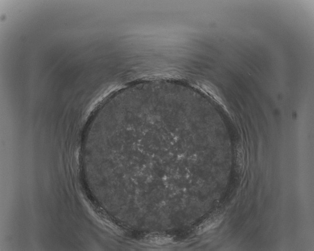 X0000062850491200601201707