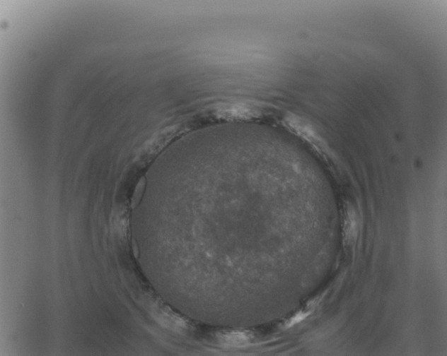 X0000062850513200601201707