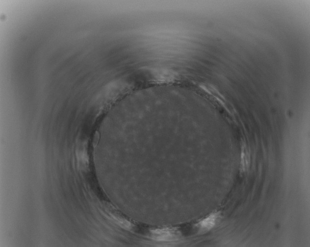 X0000062850516200601201706