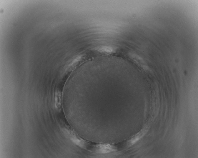 X0000062850528200601201706