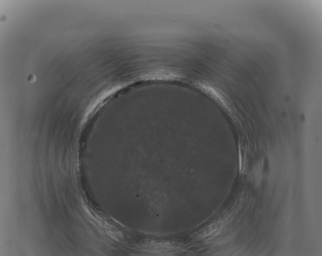 X0000062850531200601201706