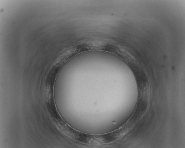 X0000062850599200601201705