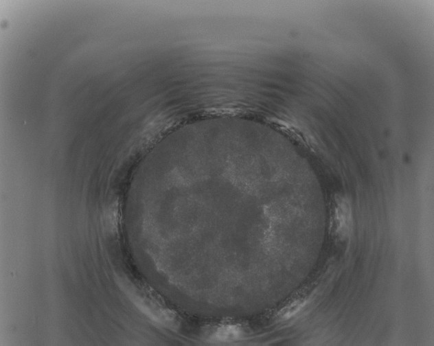 X0000062850647200601201704