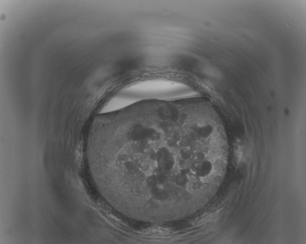 X0000062850691200601201704