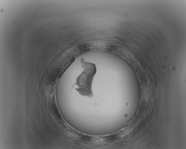 X0000062850701200601201703