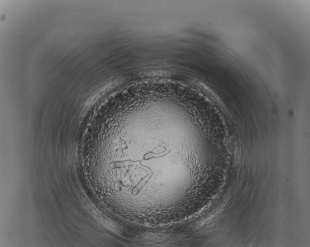 X0000062850725200601201702