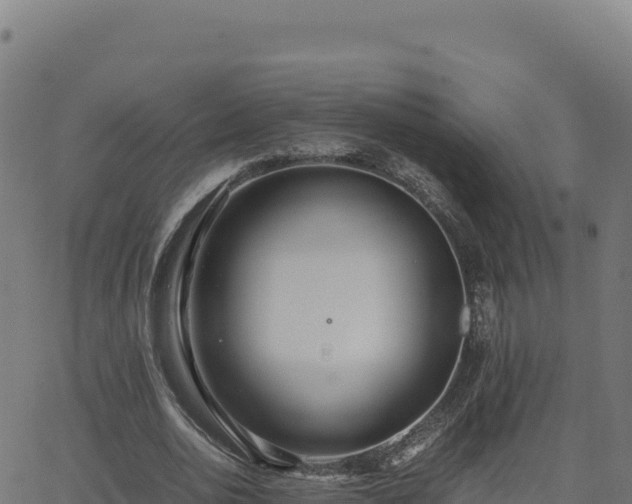 X0000062850726200601201702