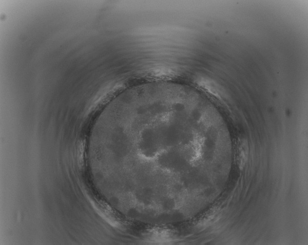 X0000062850742200601201703