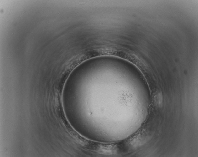 X0000062850757200601201703