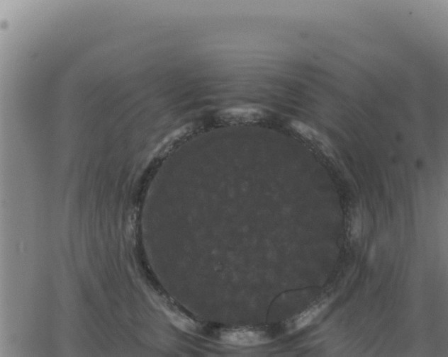 X0000062850759200601201703