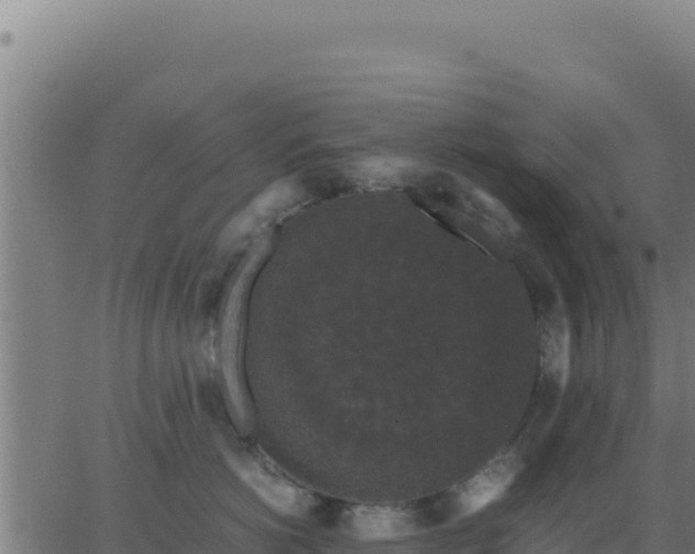 X0000062850766200601201703