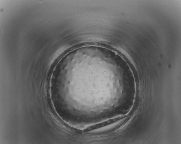 X0000062850783200601201702