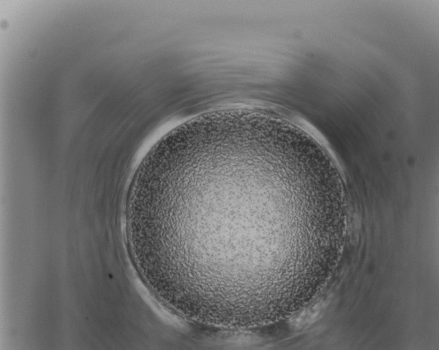 X0000062850811200601201702