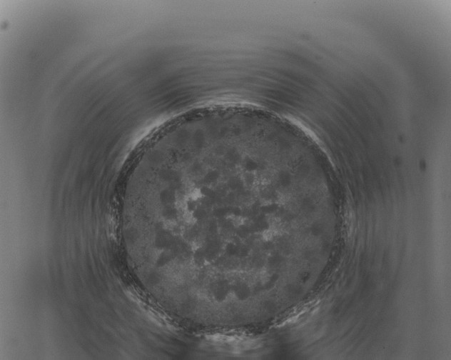 X0000062850823200601201701