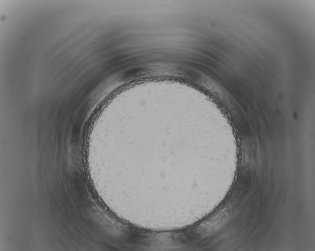 X0000062850828200601201701