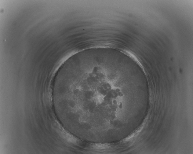 X0000062850835200601201701