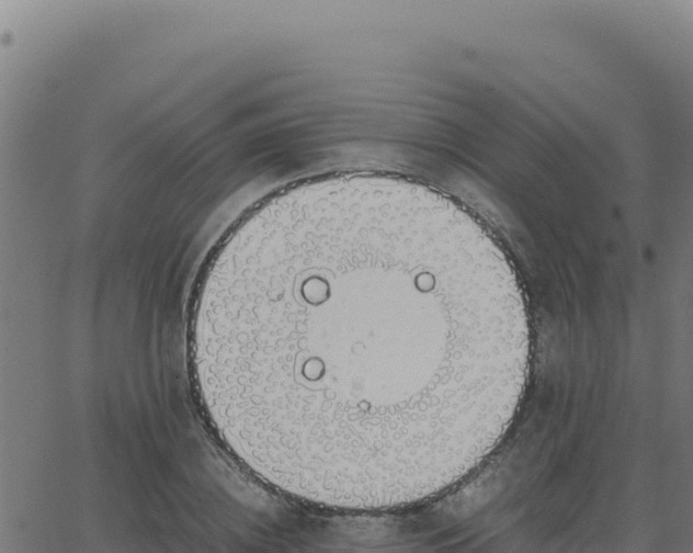 X0000062850836200601201701