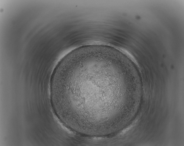 X0000062850839200601201701