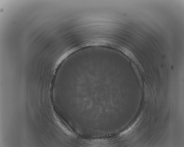 X0000062850842200601201701