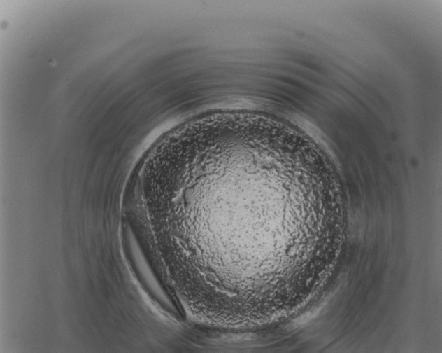 X0000062850845200601201701