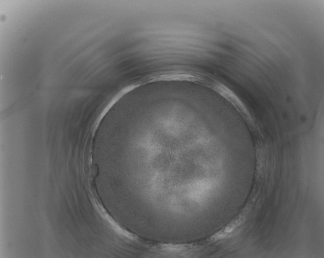 X0000062850852200601201701