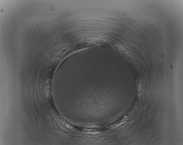 X0000062850868200601201701