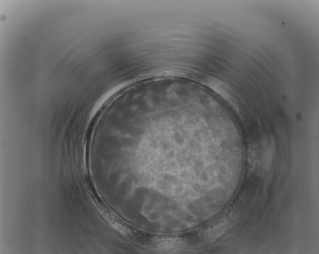 X0000062850886200601201700